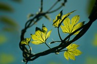 春季枝藤绿叶写真图片