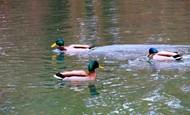 清澈湖面绿头鸭浮水图片下载