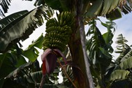 香蕉树一串绿色香蕉图片下载