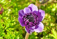 紫色海葵花微距高清图片