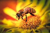 蜜蜂授花粉特写图片下载