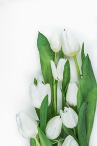 白色郁金香花朵图片下载