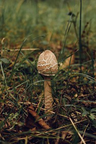 野生毒蘑菇高清图片