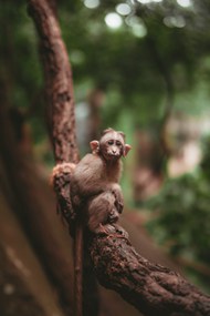 一只猴子栖息在树枝上图片下载