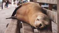 在木凳上休息的海狮精美图片