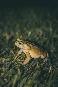 青蛙坐在草丛中图片下载