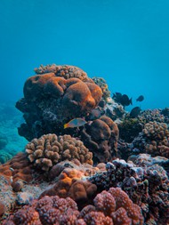 唯美水下海底世界高清图片