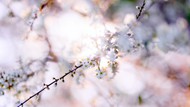 春天粉色樱花精美图片