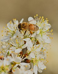 蜜蜂采摘花蜜高清图片