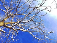 蓝天积雪覆盖干树枝图片下载