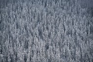 冬季树林鸟瞰图图片