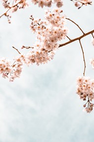 仰拍粉色樱花精美图片