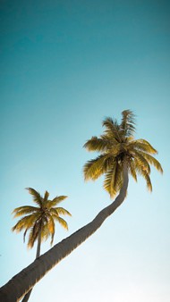 热带棕榈树写真图片大全