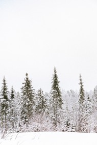 冬季树林下雪雪景精美图片