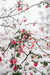 积雪覆盖花枝图片下载
