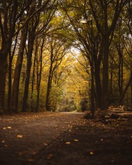 秋季树林树木精美图片