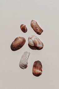 不同形状贝壳图片下载