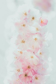 唯美清新淡雅樱花精美图片