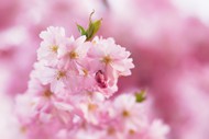 粉色淡雅清新樱花图片下载