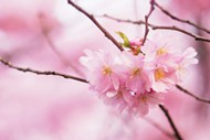 小清新粉色樱花图片下载