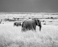 黑白非洲象写真图片