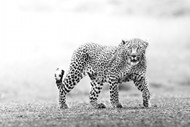 野生凶猛非洲豹黑白写真图片大全