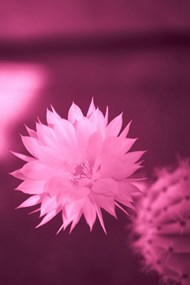 微距花卉滤镜写真图片下载