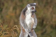 灰色狐猴高清图片