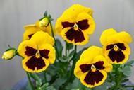 黄色三色堇花朵精美图片