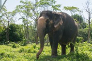 野生丛林大象高清图片