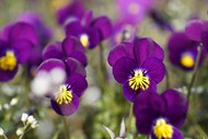 紫色三色堇花朵写真精美图片