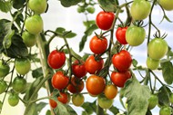 菜园小番茄西红柿图片下载