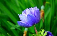 春天紫色海葵花开放图片大全