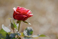 一朵红色玫瑰花朵  精美图片