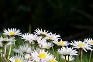 花园白色雏菊花朵图片大全