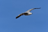 展翅高飞海鸥写真精美图片
