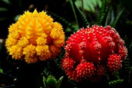 彩色带刺仙人球植物图片