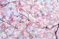春天樱花盛开景观图片下载