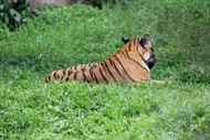 绿草地上一只大老虎高清图片