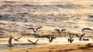 海滩一群海鸥嬉戏精美图片
