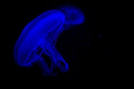 海底蓝色透明水母高清图片