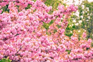 大片粉色樱花写真精美图片