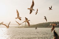 成群海鸥在空中飞翔高清图片