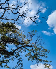 蓝天白云下的树枝图片下载