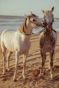 沙滩上的两匹骏马图片下载