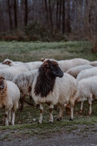 大草原羊群高清图片