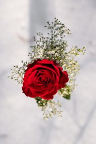 一朵红色玫瑰花高清图片