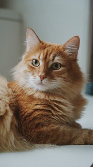 一只可爱的棕色猫高清图片