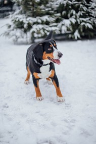 雪地里的大瑞士山狗精美图片