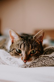 一只猫躺在床上高清图片